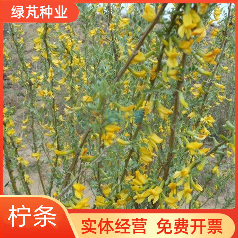 沭阳县柠条种子  抗旱治沙多年生护坡绿化林木灌木