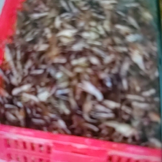 潜江市小龙虾苗
