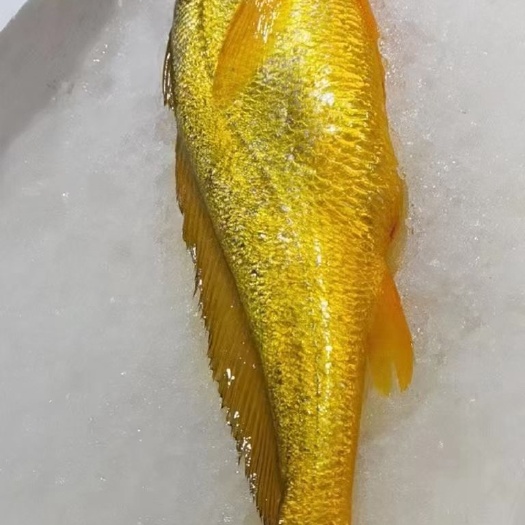 东海大黄鱼