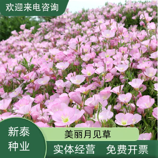 沭阳县月见草夜来香驱蚊草籽见土就活四季易活花籽美丽月见草种子