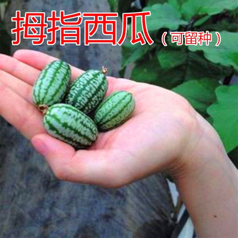 拇指西瓜种子种籽四季母子手指西瓜子水果种庭院阳台盆栽种子