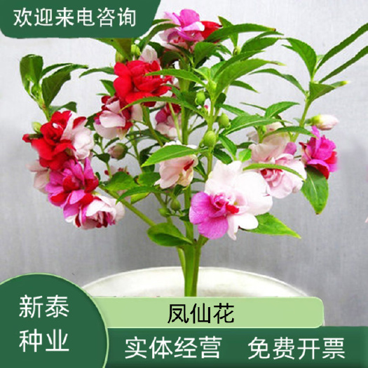 重瓣凤仙花种子花苗指甲花染指甲草种籽学生实验套装花种子易活花