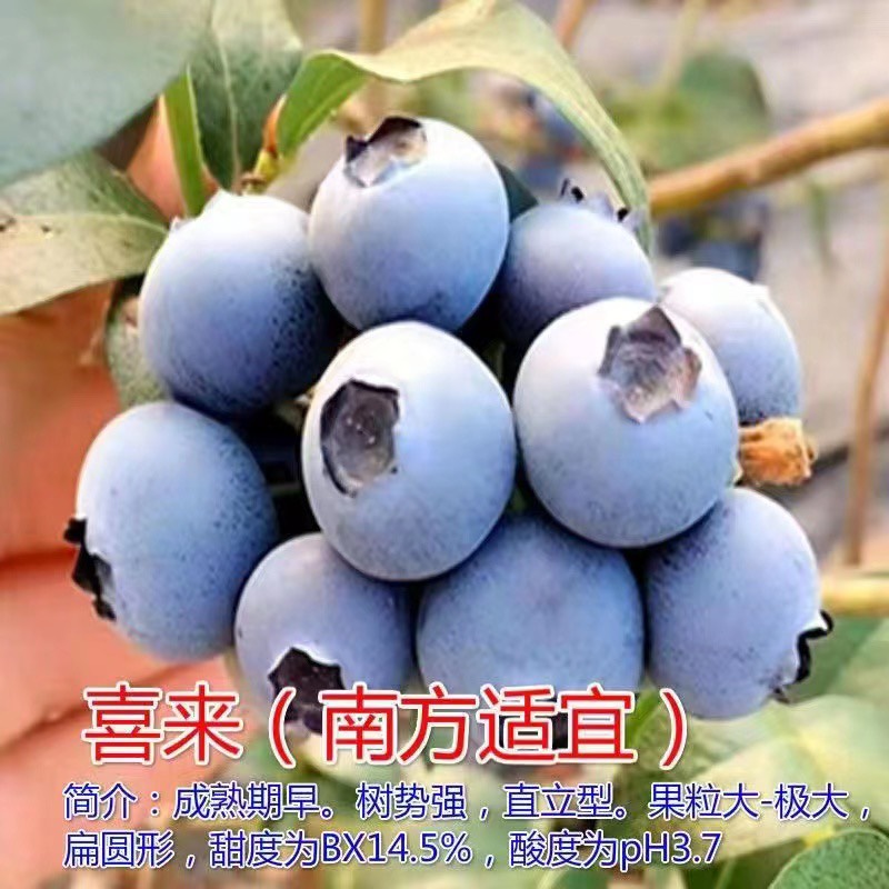 平邑县喜来蓝莓实生苗包品种包结果现挖现发可签合同南北方种植