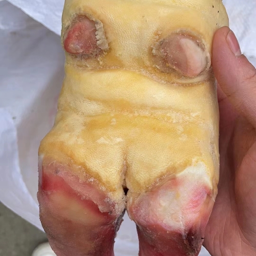 成都清真食品批发牛掌牛蹄掌清水褪毛带牛蹄筋富含胶原蛋白质