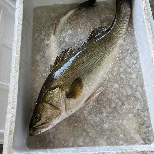 海鲈鱼 处理海鲈鱼 清塘鱼 规格全，品质好