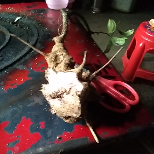 安龙县贵州伏令，切片
