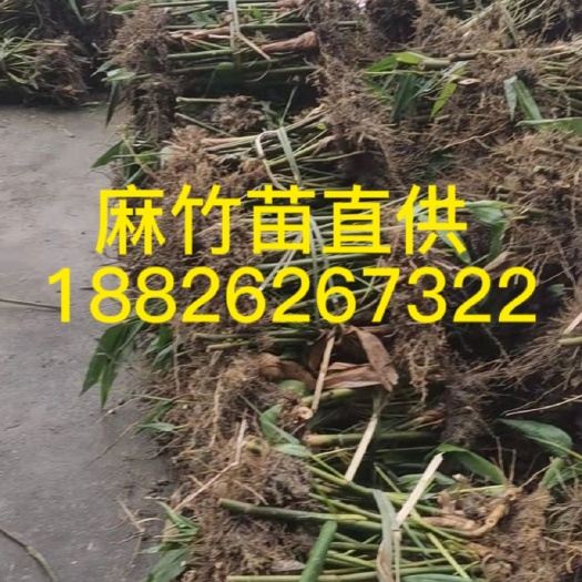 英德市麻竹苗培育苗竹秧地苗甜竹苗螺蛳粉酸笋竹子苗
