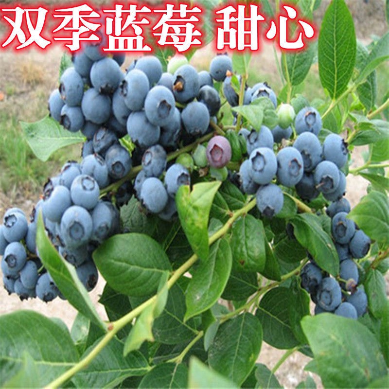 平邑县双季甜心蓝莓实生苗包品种包结果现挖现发可签合同支持货到付款