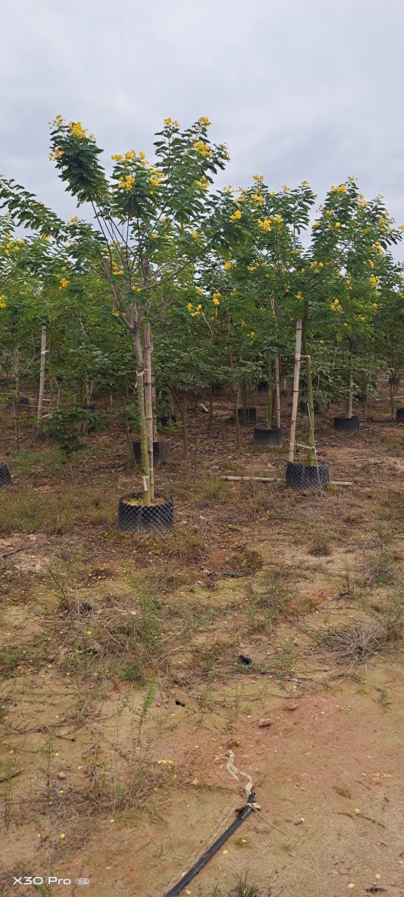 黄花槐批发福建漳州黄花槐5公分基地还有500多棵现货待售中