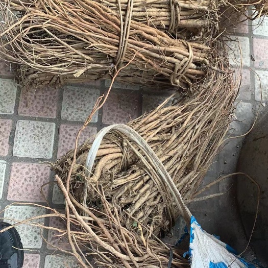 英德市小叶红皮千斤拔