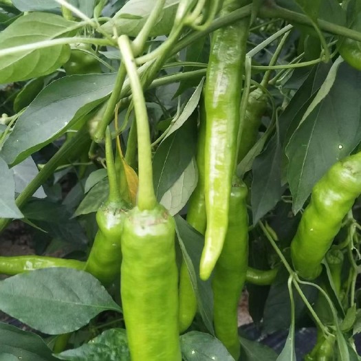 博白县2号线椒，