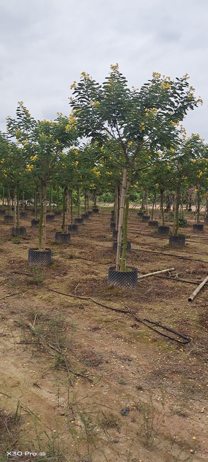 黄花槐批发福建漳州黄花槐5公分基地还有500多棵现货待售中