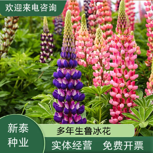 沭阳县多年生鲁冰花种子四季易活花籽羽扇豆种子多年生宿根花卉庭院室外