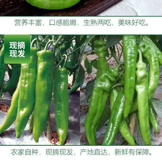 漳州黄皮椒