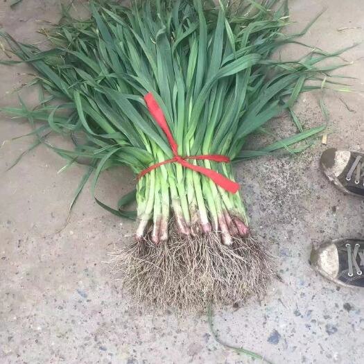 菏泽红根蒜苗