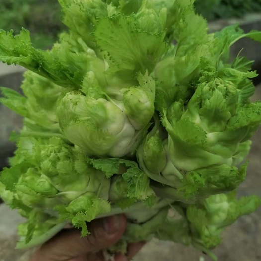 江油市精品儿菜