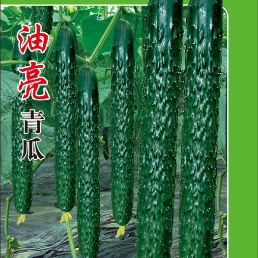 南宁油亮青瓜
