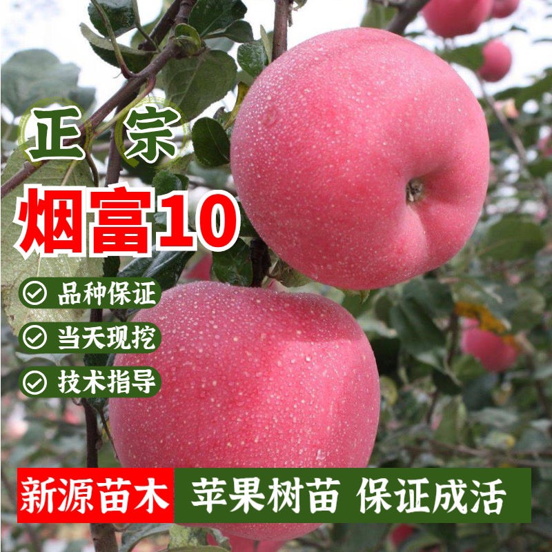 平邑县烟富10苹果树苗嫁接苗包品种包结果提供技术指导可签合同