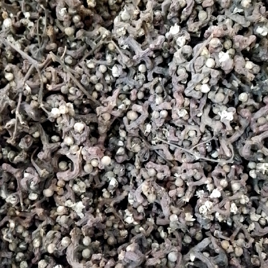 万寿果干货  足干货