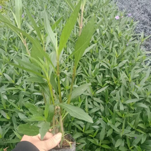 揭阳紫花翠芦莉市政货基地直供大量现货供应
