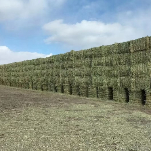 赤峰国产燕麦草赤峰草A型燕麦草