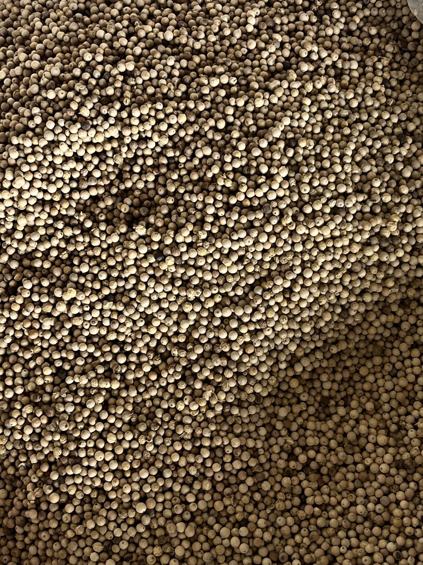 海南白胡椒粒原货足干香料