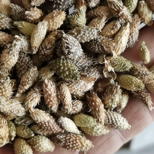 南召县苍耳子脱刺一手货源产地直发