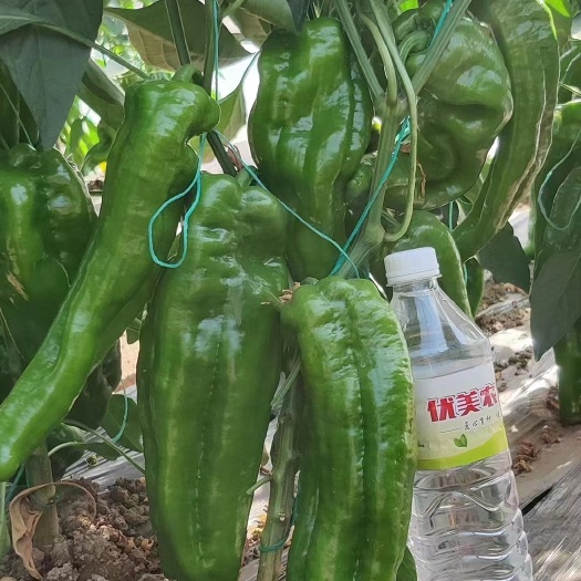 厦门薄皮椒苏椒泡椒 大量上市供应  价钱便宜