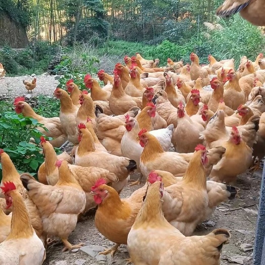 广州三黄土3土鸡母苗，纯黄三黄土三母苗
