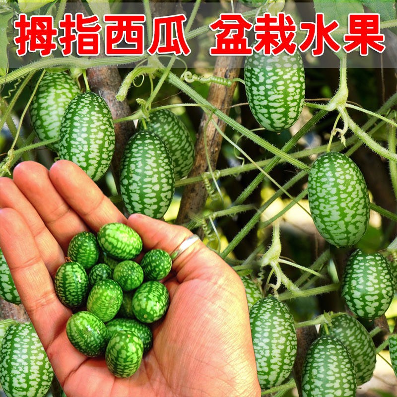 拇指西瓜种子种籽四季母子手指西瓜子水果种庭院阳台盆栽种子