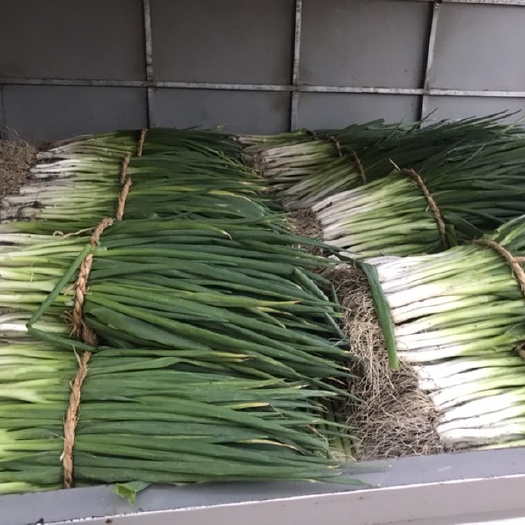 临泉县大葱分葱  大量现货