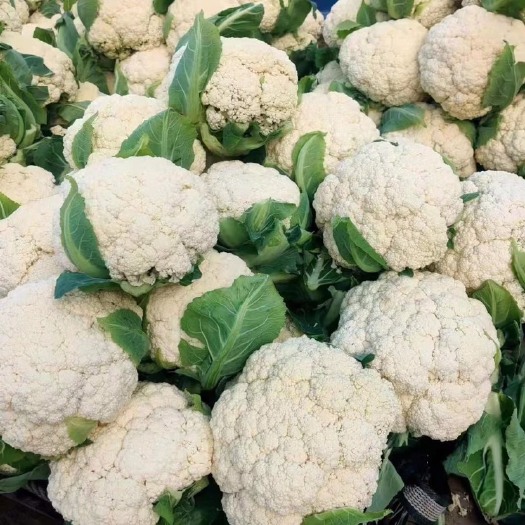 瑞安市花菜，松花菜青梗白面小米，诚信经营，代发全国