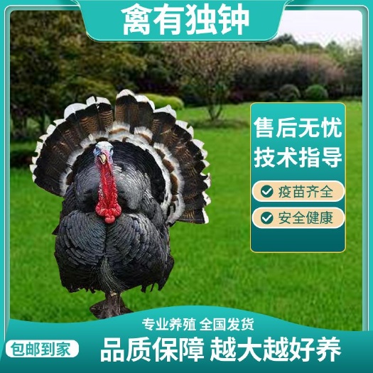 汶上县一斤火鸡苗半斤贝蒂娜火鸡幼苗青铜火鸡尼古拉火鸡