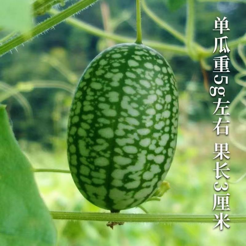 拇指西瓜种子种籽四季母子手指西瓜子水果种庭院阳台盆栽种子