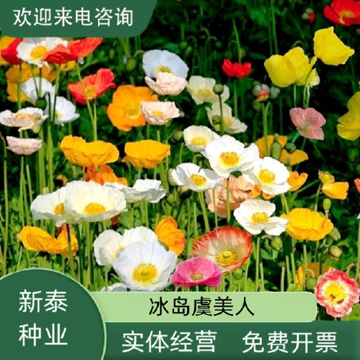 虞美人种子冰岛虞美人种子多年生冬季耐寒品种室外种植见土就活