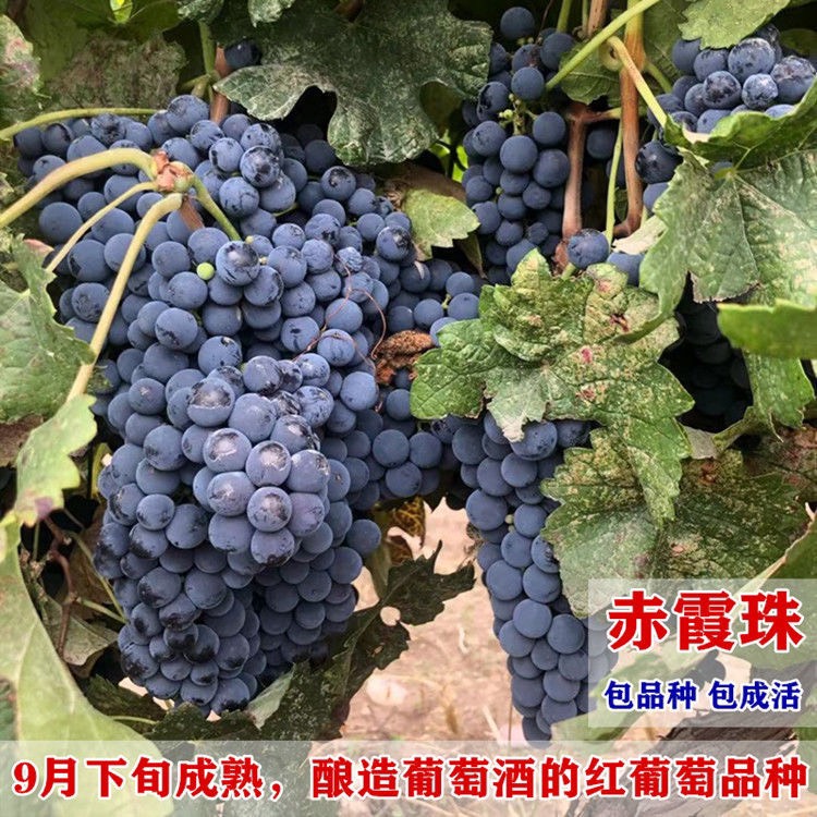 平邑县赤霞珠葡萄苗  保证质量  保证品种 基地直销带合同发货