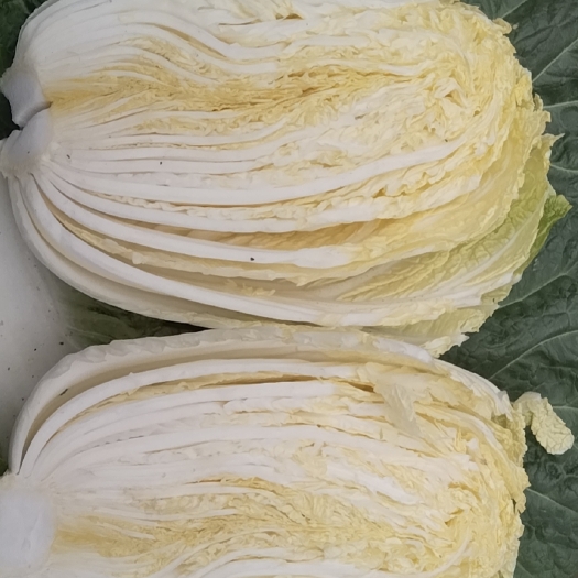 湖北油田黄心大白菜绿色无污染，品质优良，产地直销，大量有货，