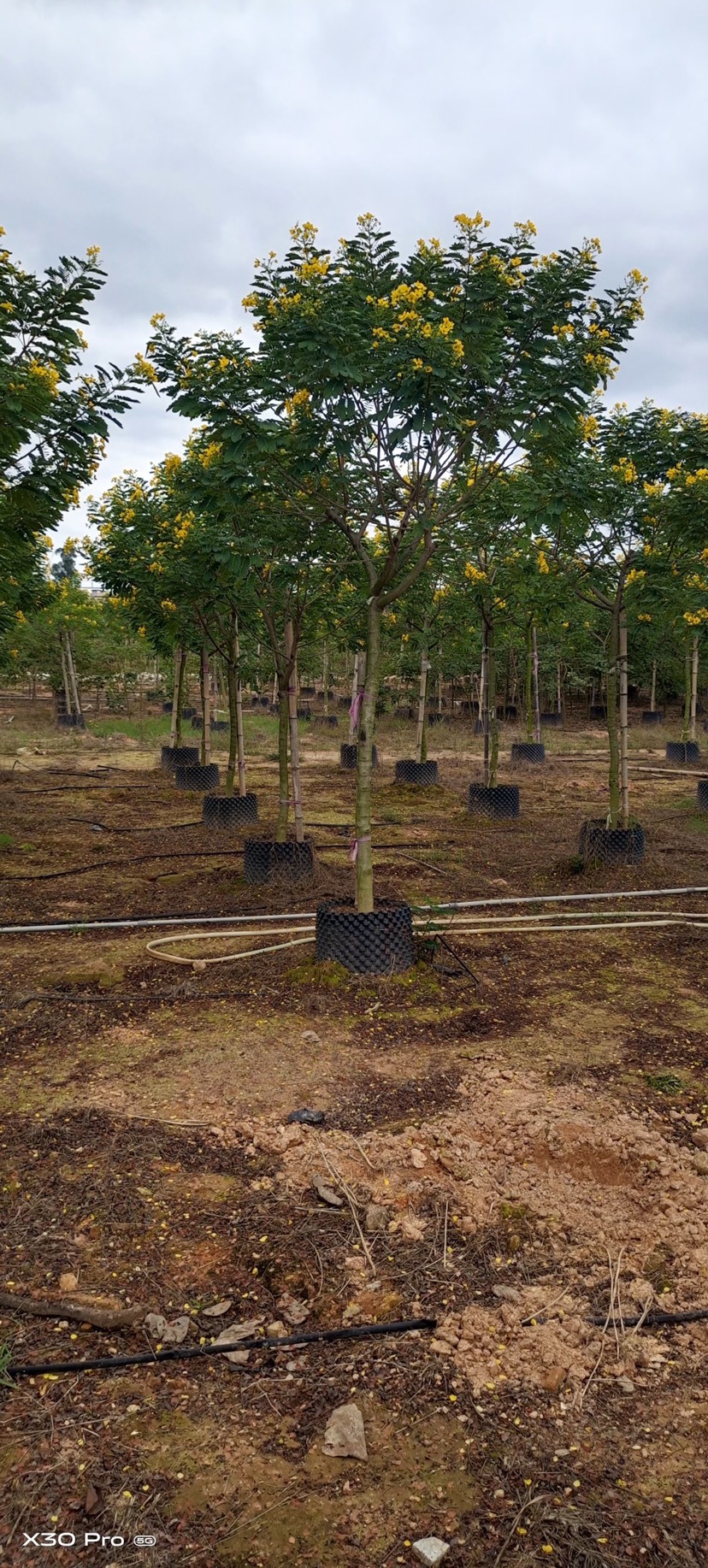 黄花槐批发福建漳州黄花槐5公分基地还有500多棵现货待售中