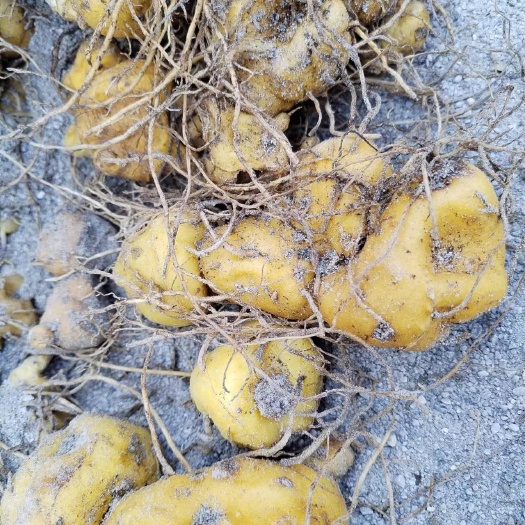 石棉县黄精