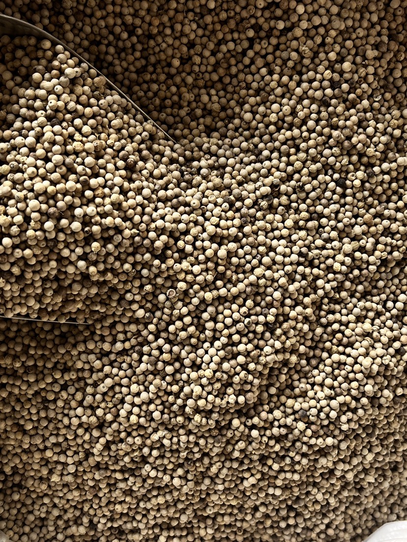 海南白胡椒粒原货足干香料