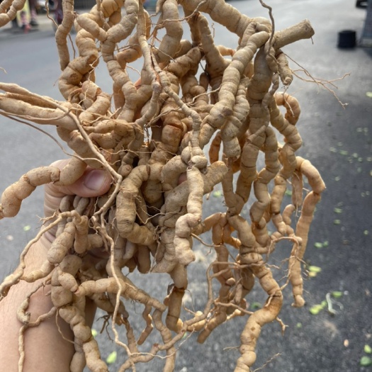 现挖巴戟天