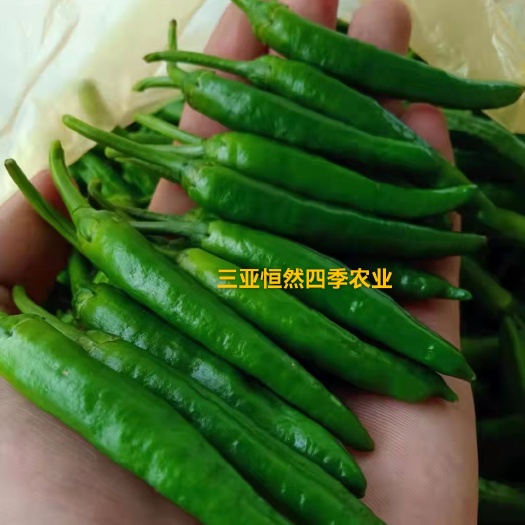 三亚辣椒 富贵小辣椒 港椒 软皮红线 55号