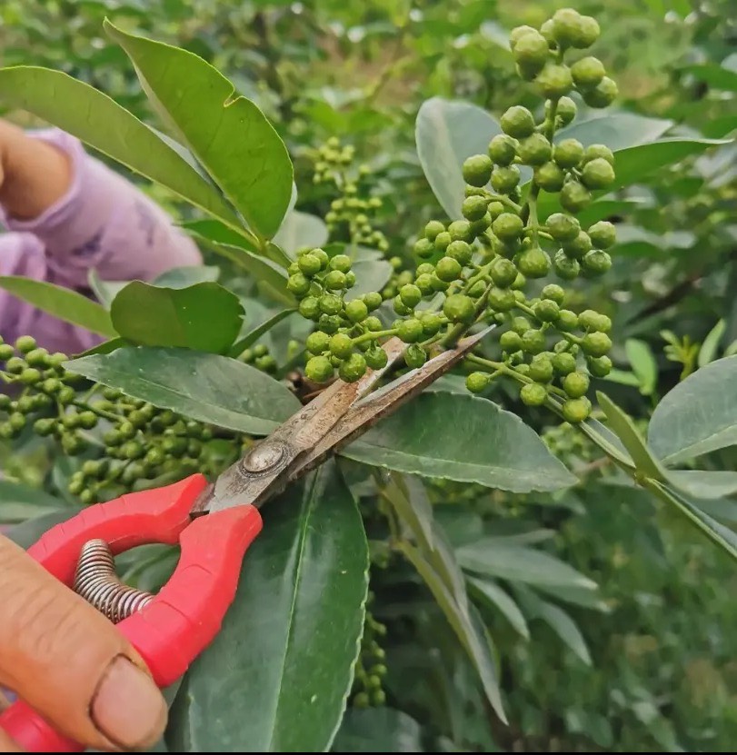 湖南东安花椒