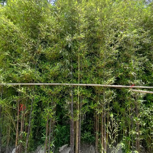天全县紫竹