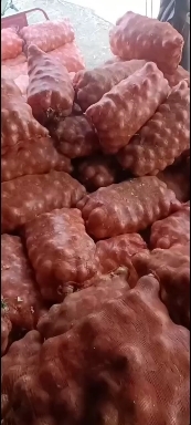 喀喇沁旗洋葱