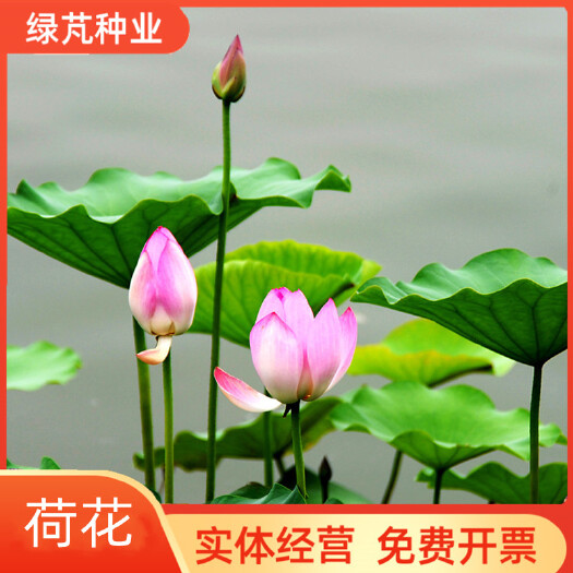 碗莲种子已开口水培植物睡莲荷花种子盆栽绿植花卉四季播种
