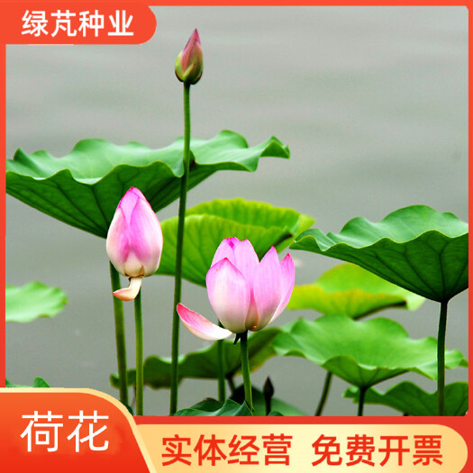 沭阳县碗莲种子已开口水培植物睡莲荷花种子盆栽绿植花卉四季播种