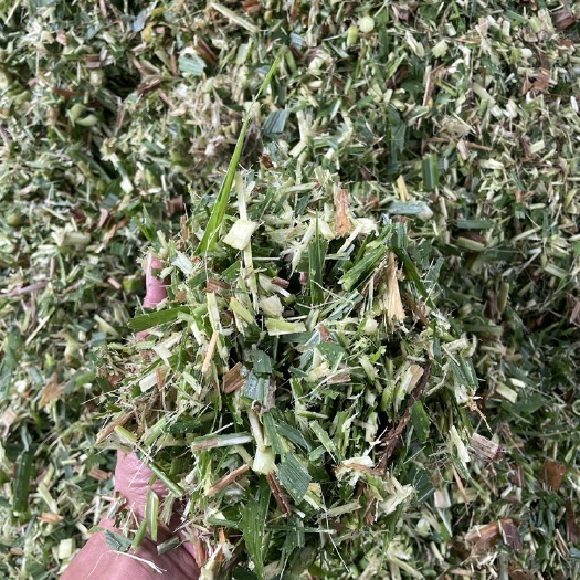 桂平市青贮料甘蔗尾￼秸秆