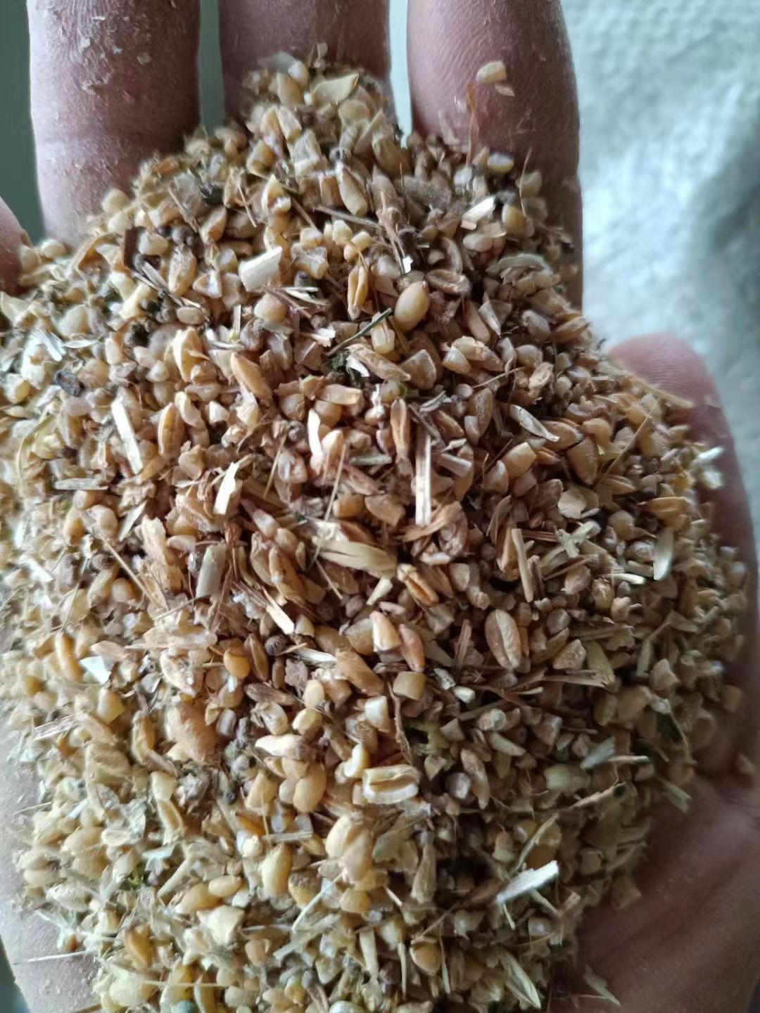 肥东县碎小麦
