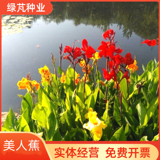 观叶观花室外路边庭院绿化花卉植物种子美人蕉种根耐寒多年生宿根